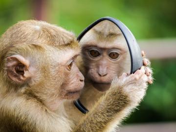 aapje kijkt naar zichzelf in achteruitkijkspiegel van wagen